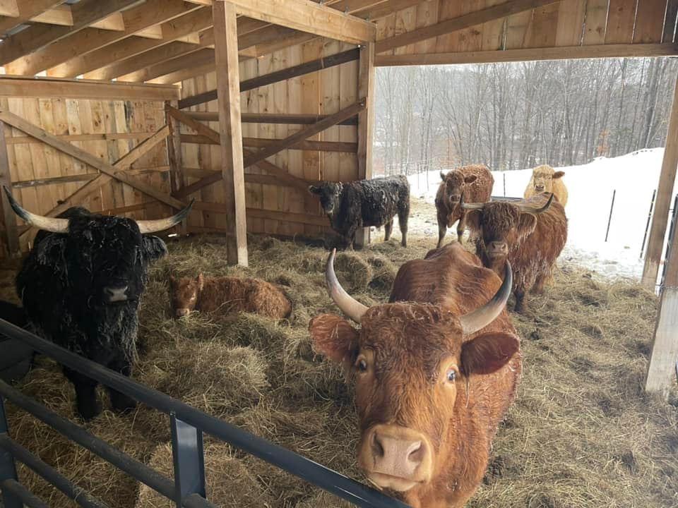 MOO! Family farm cows