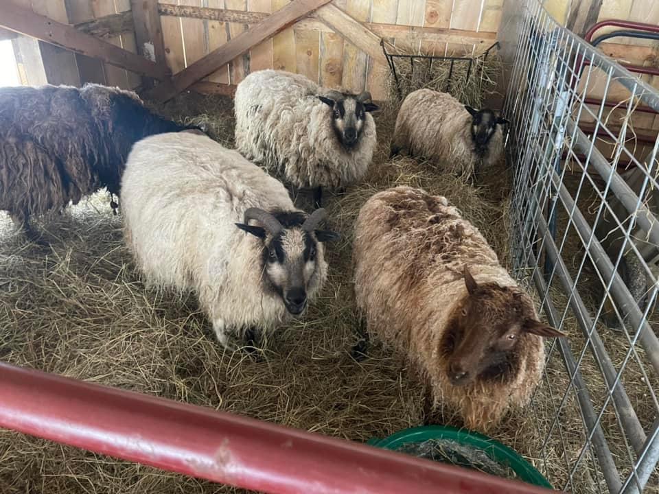 Family farm sheep